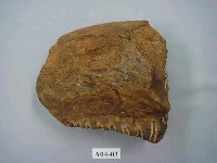 藏品(象齒化石)的圖片